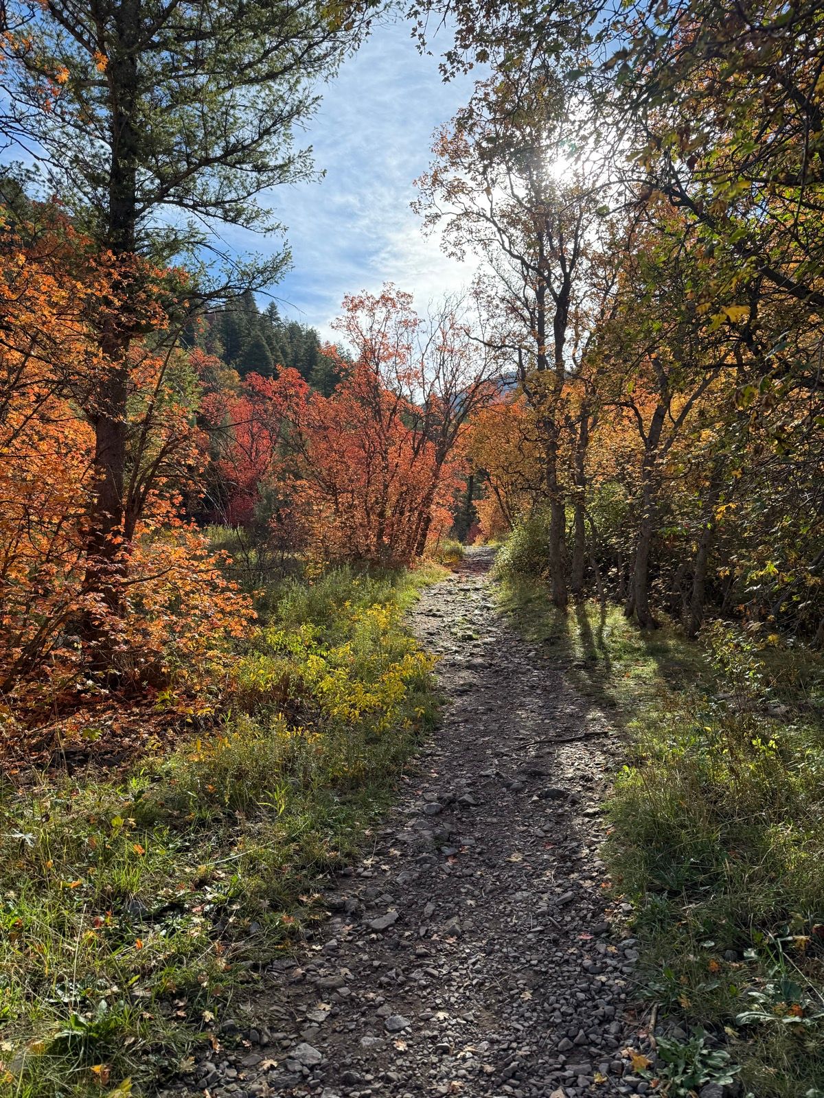 A dirt path winding through a colorful forest during autumn, with vibrant orange and yellow leaves on the trees. Sunlight filters through the branches, illuminating the scene.