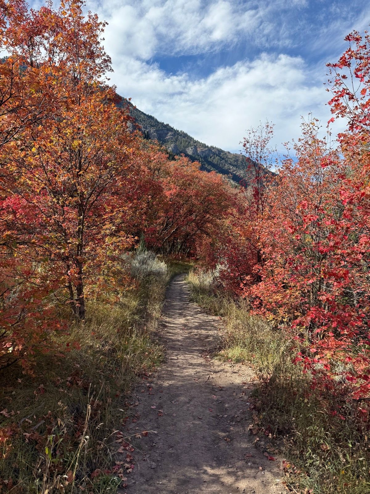 A narrow dirt path winds through a landscape of vibrant red and orange trees, with a backdrop of green mountains and a blue sky.