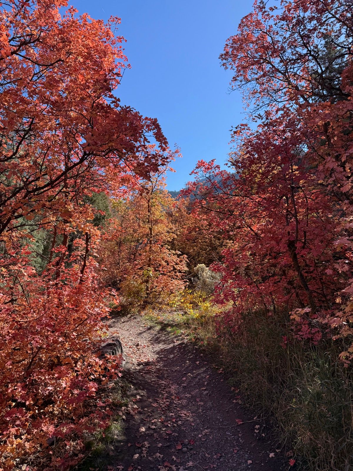 A narrow dirt path winds through a vibrant forest with trees displaying bright red and orange leaves under a clear blue sky. The scene is set in Providence Canyon, Utah, showcasing the beauty of autumn foliage.