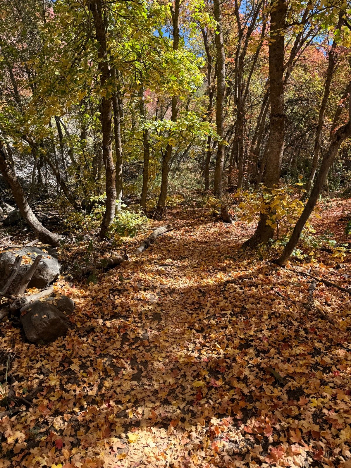A scenic trail in Providence Canyon, Utah, covered with colorful autumn leaves. Tall trees with green and yellow foliage line the path, illuminated by sunlight.