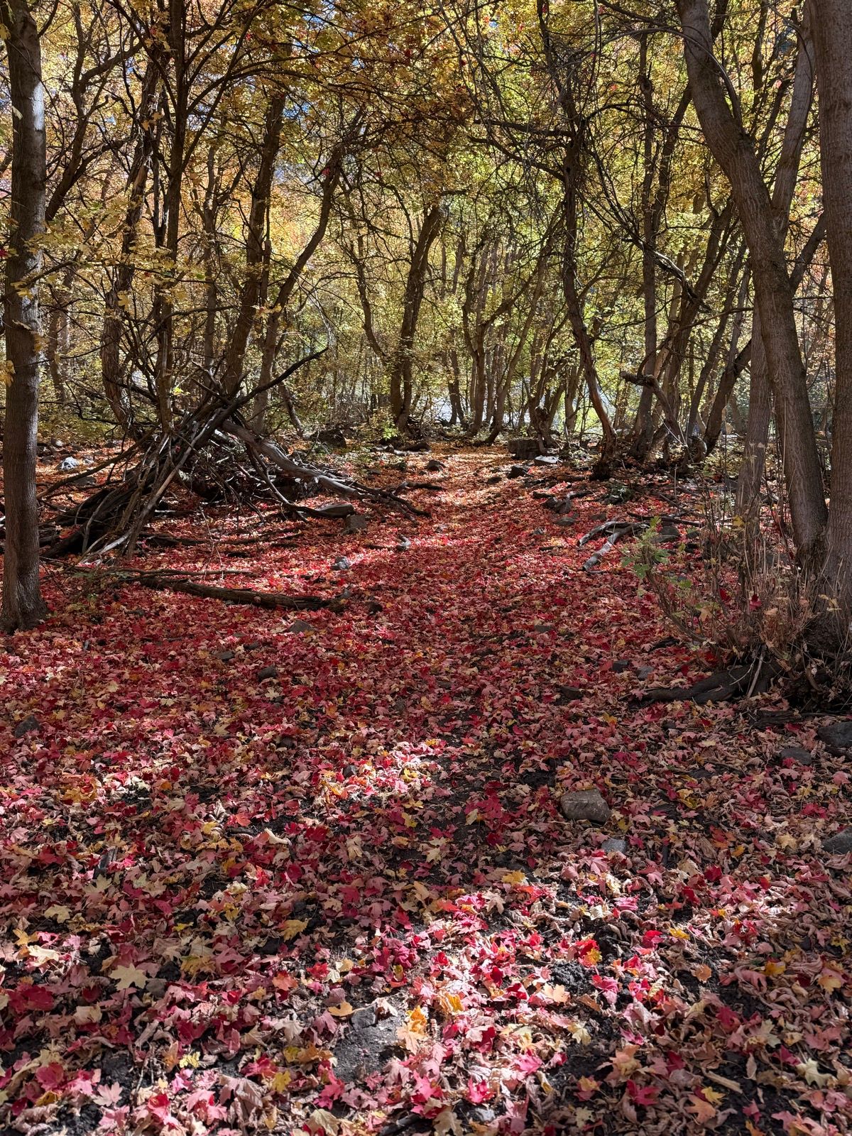 A winding path through a forest with trees displaying autumn colors. The ground is covered in vibrant red and yellow fallen leaves. Sunlight filters through the branches, creating a warm, inviting atmosphere.