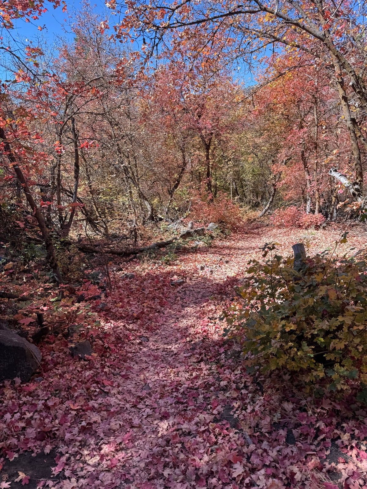 A winding path through Providence Canyon, Utah, surrounded by trees with vibrant autumn leaves in shades of red and orange. The ground is covered with fallen leaves, creating a picturesque fall scene under a clear blue sky.