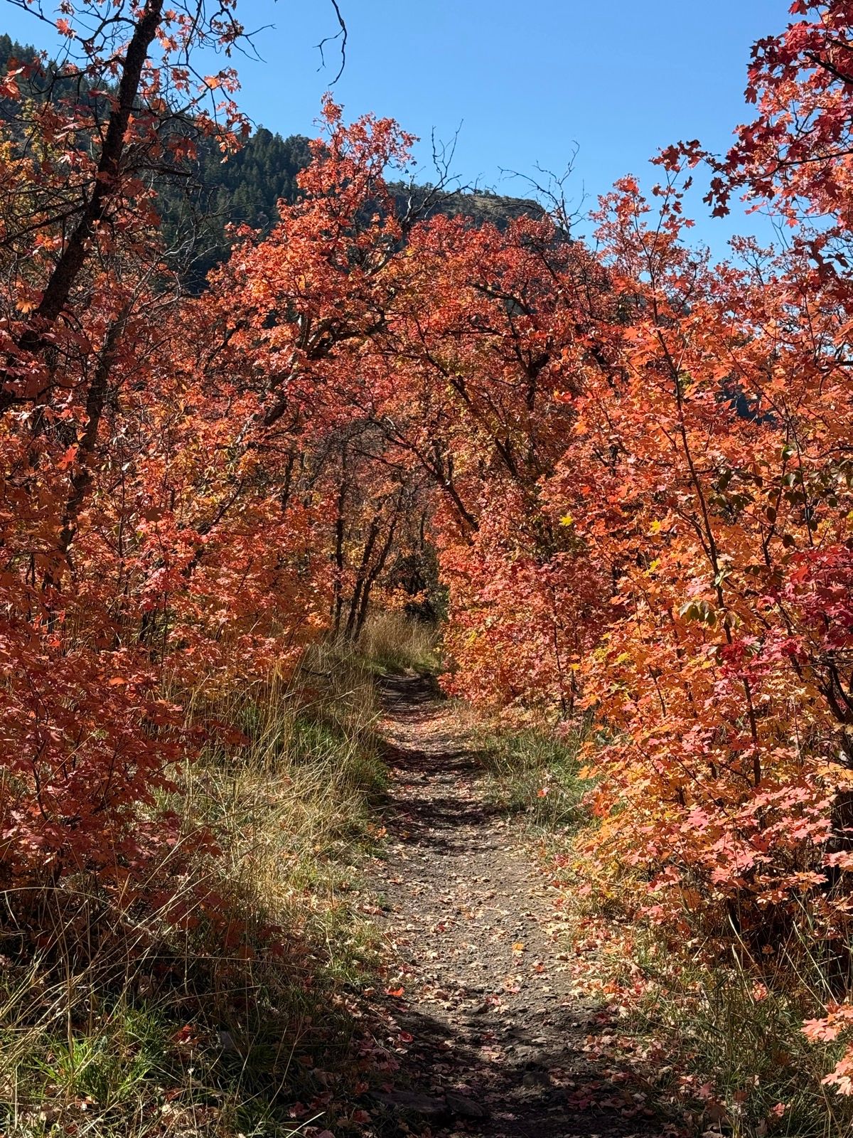 A narrow dirt trail surrounded by vibrant orange and red autumn foliage, leading through Providence Canyon, Utah, under a clear blue sky.