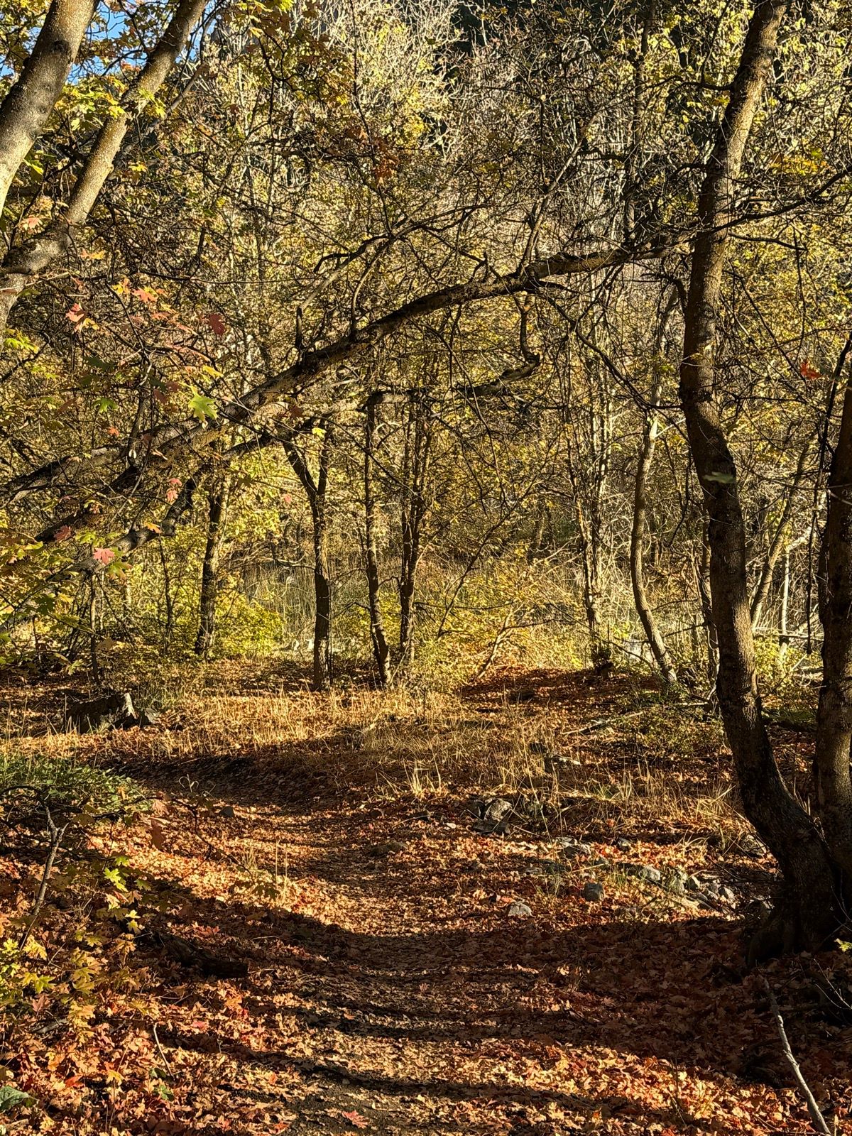A winding dirt path through a forest filled with autumn-colored leaves, surrounded by trees with vibrant foliage in Providence Canyon, Utah.