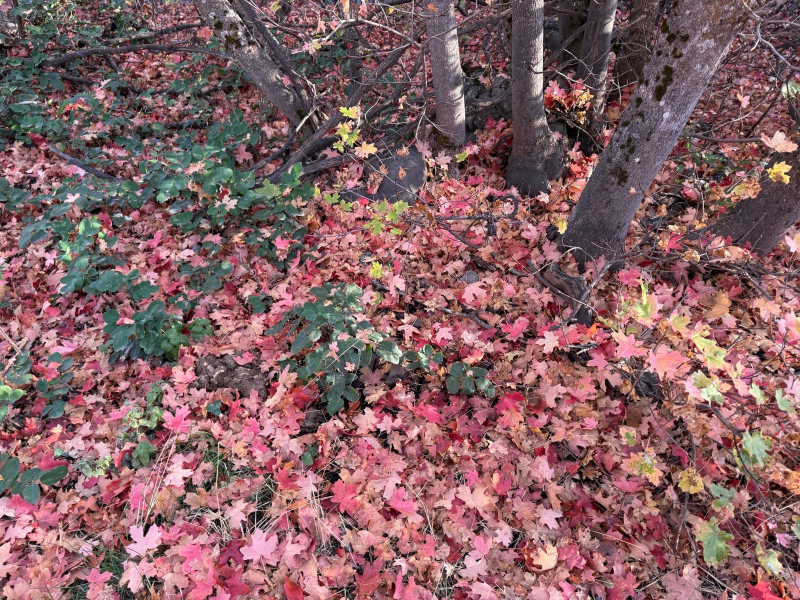 A ground covered with colorful autumn leaves, including shades of red, orange, and yellow, surrounded by small bushes and trees in Providence Canyon, Utah.