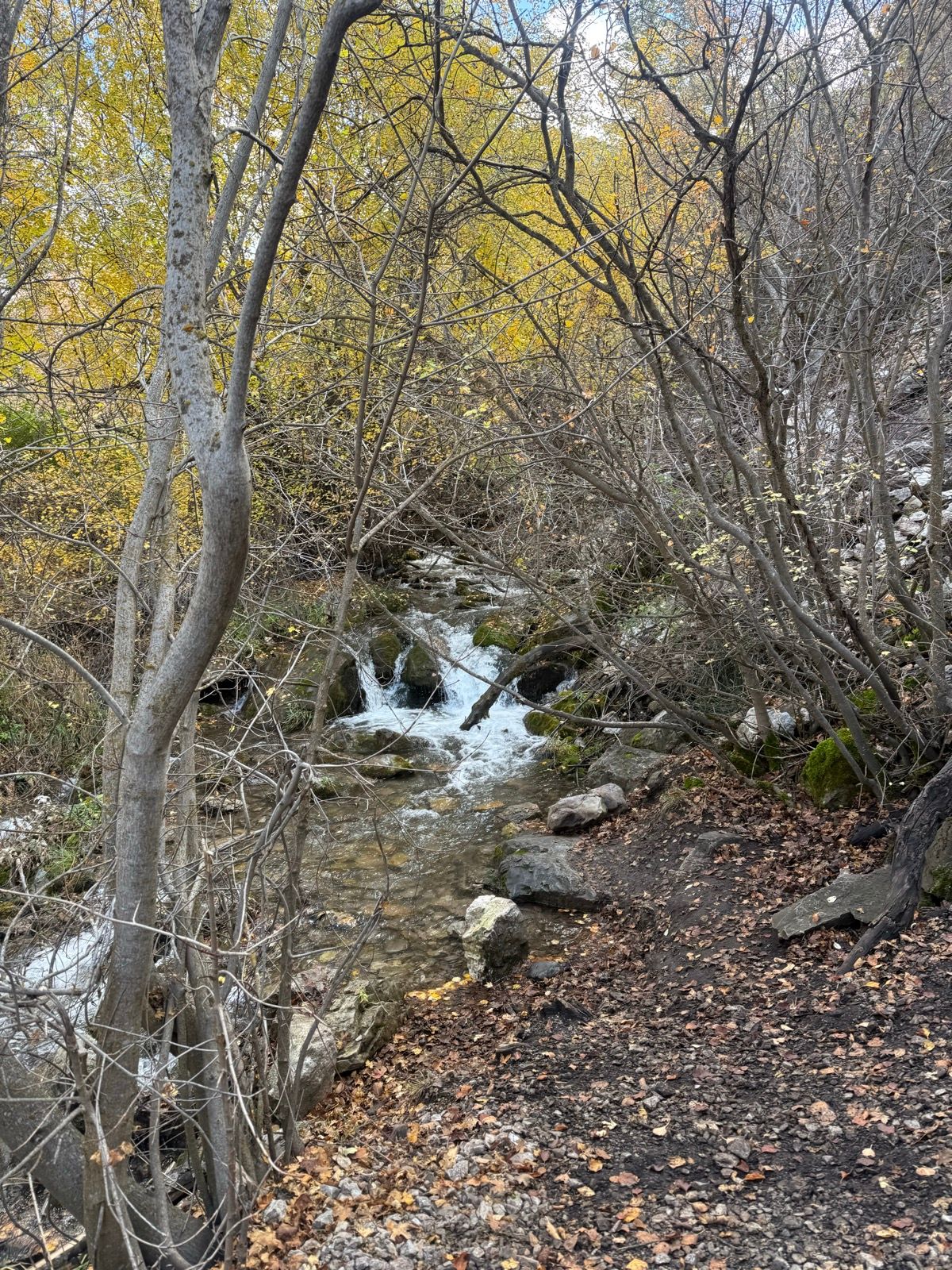 A winding stream flows through a rocky area surrounded by trees with autumn foliage. The ground is covered with fallen leaves, and the scene is set in Providence Canyon, Utah.