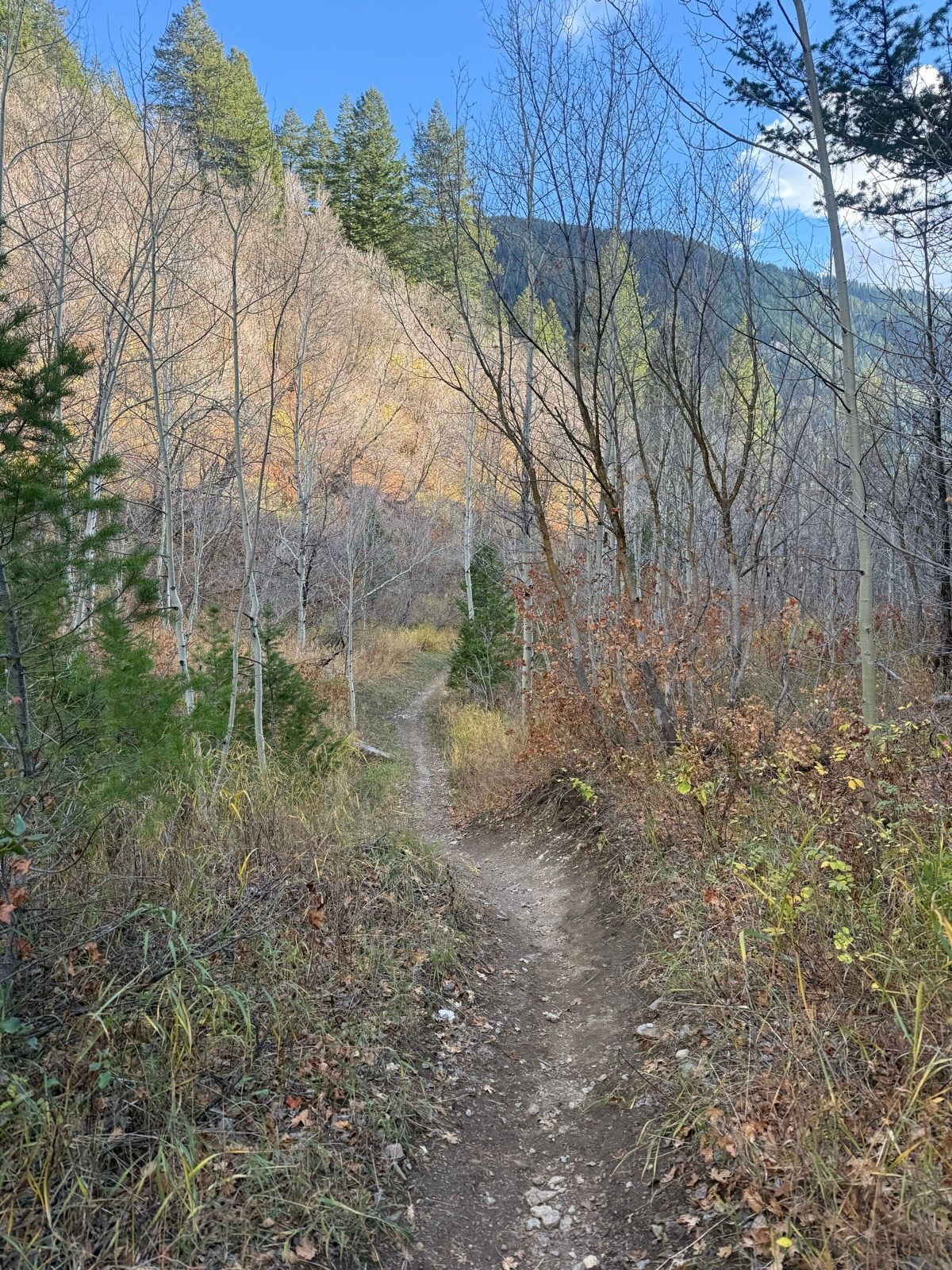 A winding dirt trail leads through a forested area in Green Canyon, Utah, with sparse trees and autumn foliage visible on the surrounding hills. The sky is blue with scattered clouds.