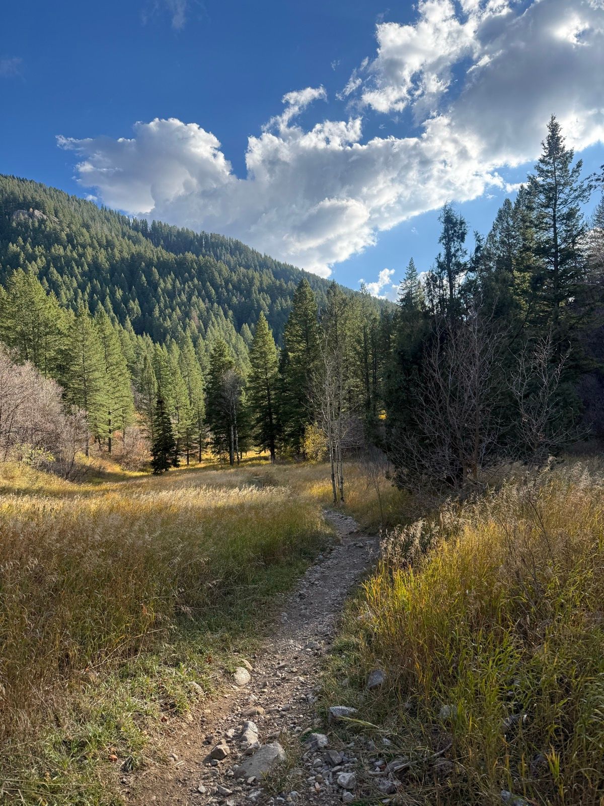 A scenic view of Green Canyon, Utah, featuring a winding dirt path surrounded by tall green trees and golden grasses, under a bright blue sky with fluffy white clouds.