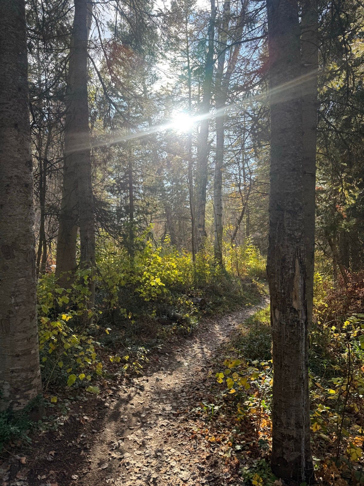 A sunlit pathway winds through a forest in Green Canyon, Utah, surrounded by tall trees and vibrant foliage. Sunlight filters through the branches, casting light and shadows on the dirt trail and fallen leaves.