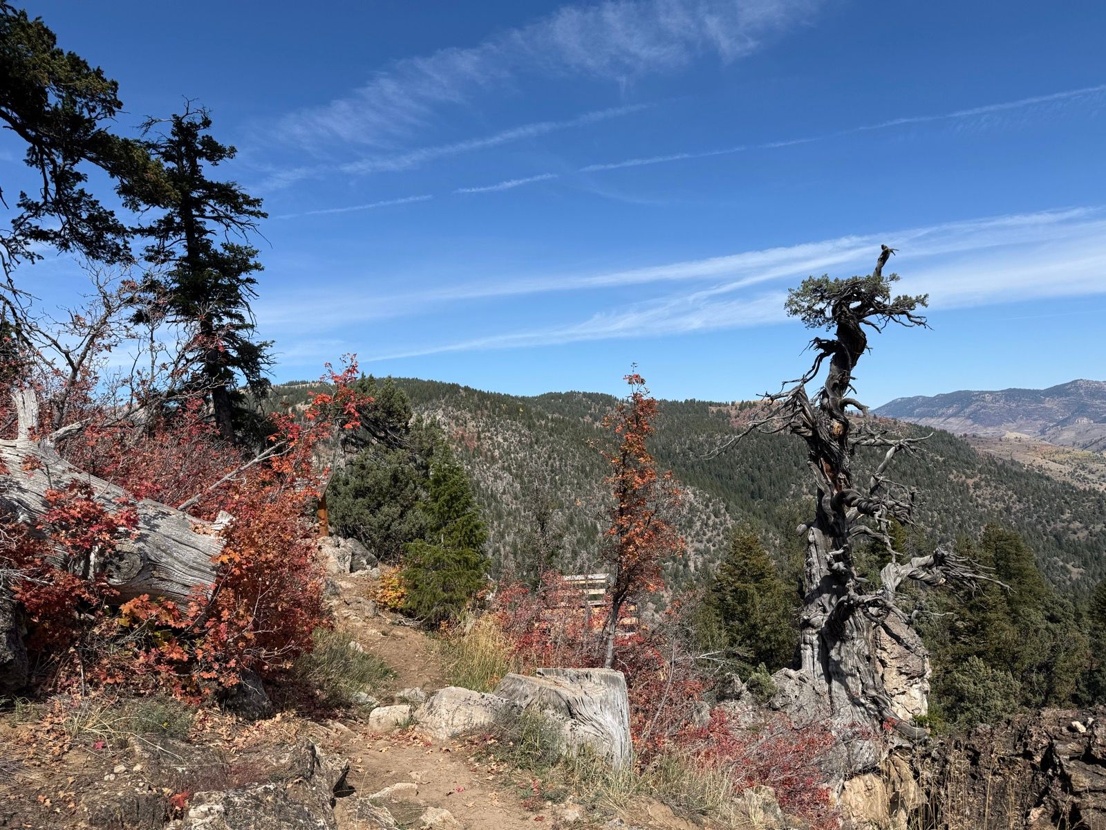 A scenic view from the Jardine Juniper Trail, showcasing rocky terrain with colorful autumn foliage. Distinctive trees, including a tall, twisted juniper, are positioned against a clear blue sky. Rolling hills and distant mountains are visible in the background.